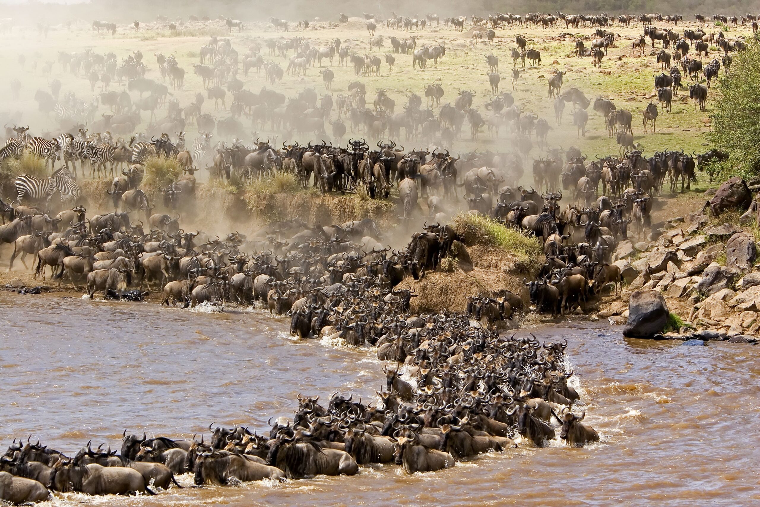 Serengeti Great Migration