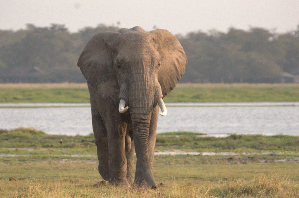 The African Big Five