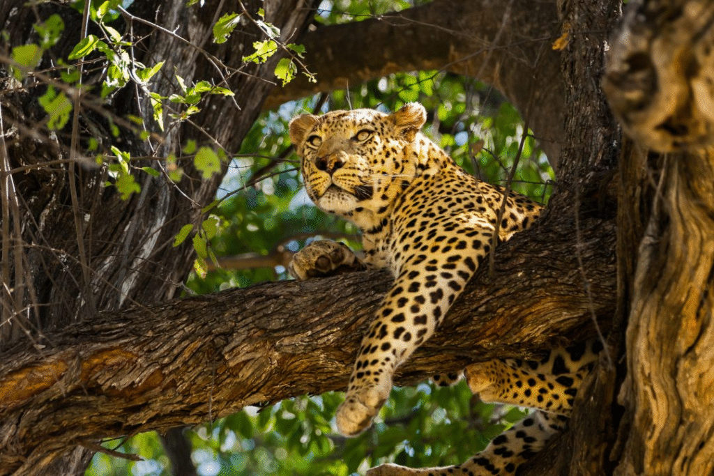 The African Big Five