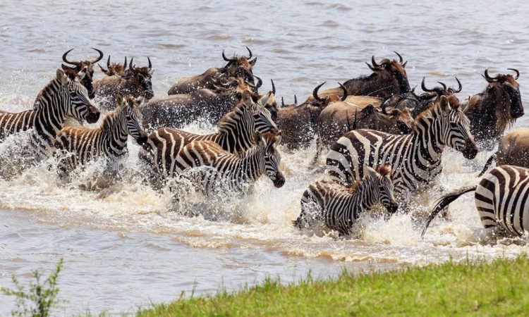 Best Time to Visit Tanzania in 2026: Your Complete Travel Guide