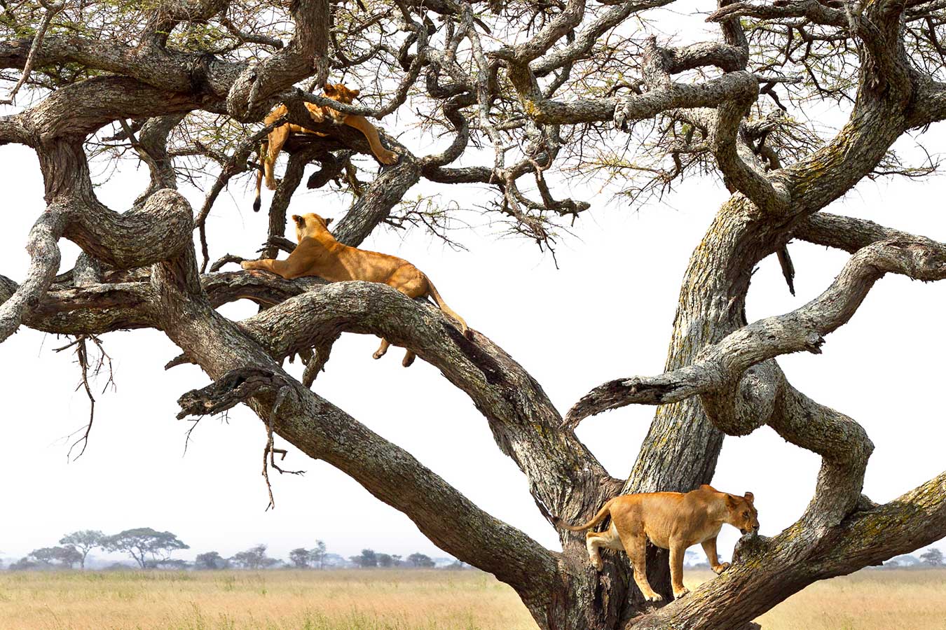Lake Manyara national park