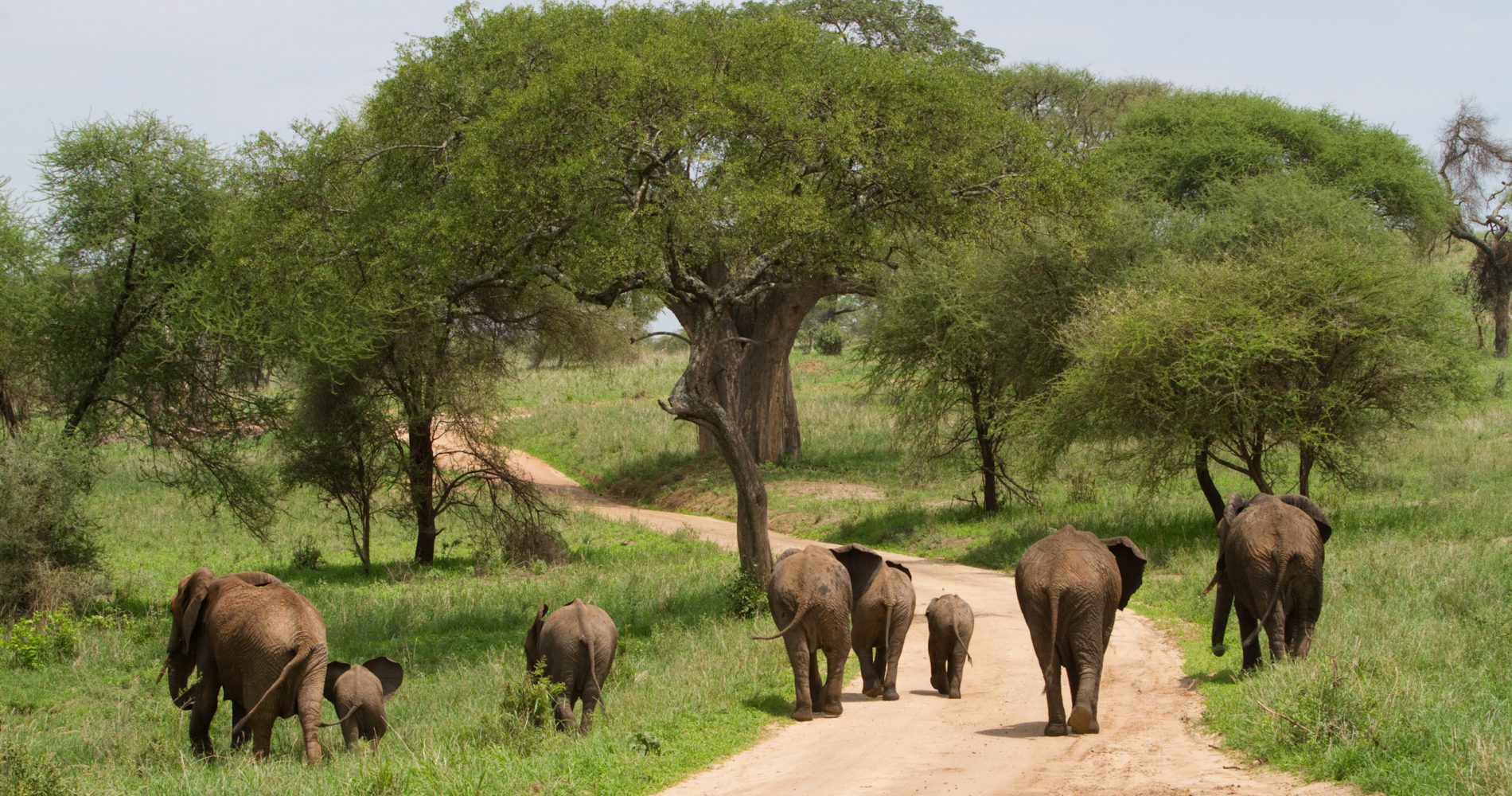 What to see in Tarangire National Park?
