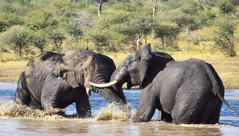 What to see in Tarangire National Park?