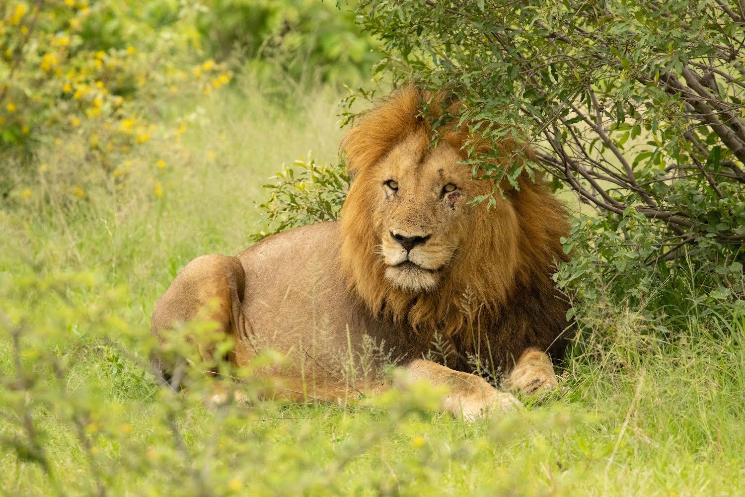 What is Safari?