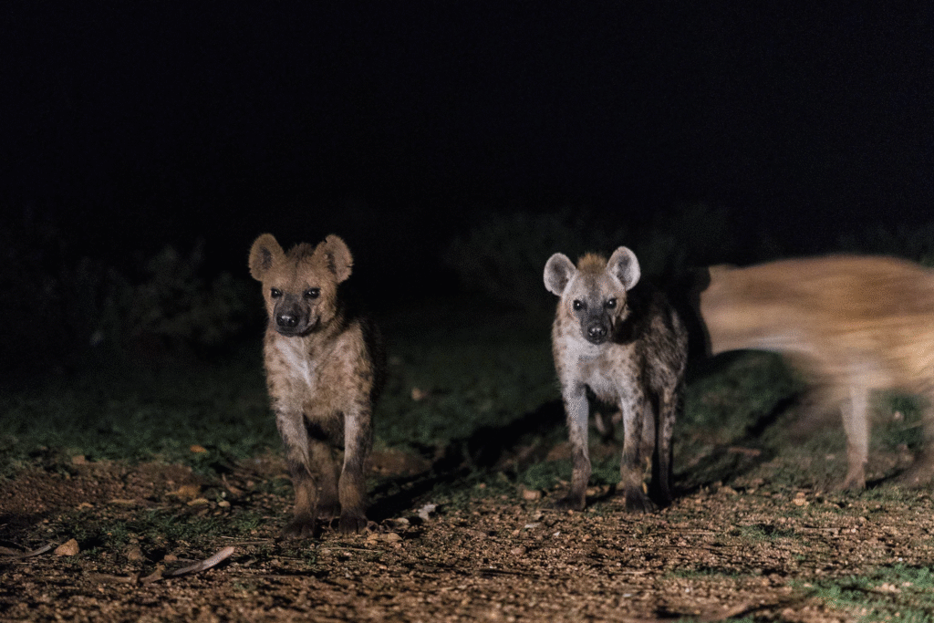 Night Game Drive Safari in Tanzania