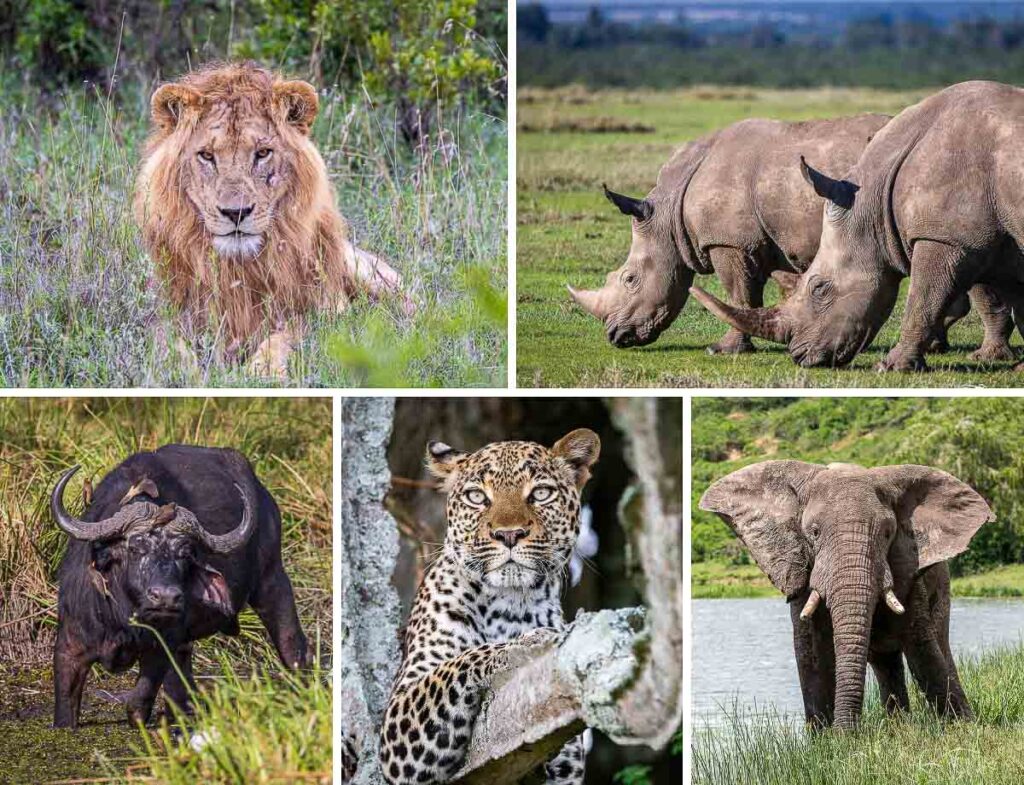 Africa big five animals