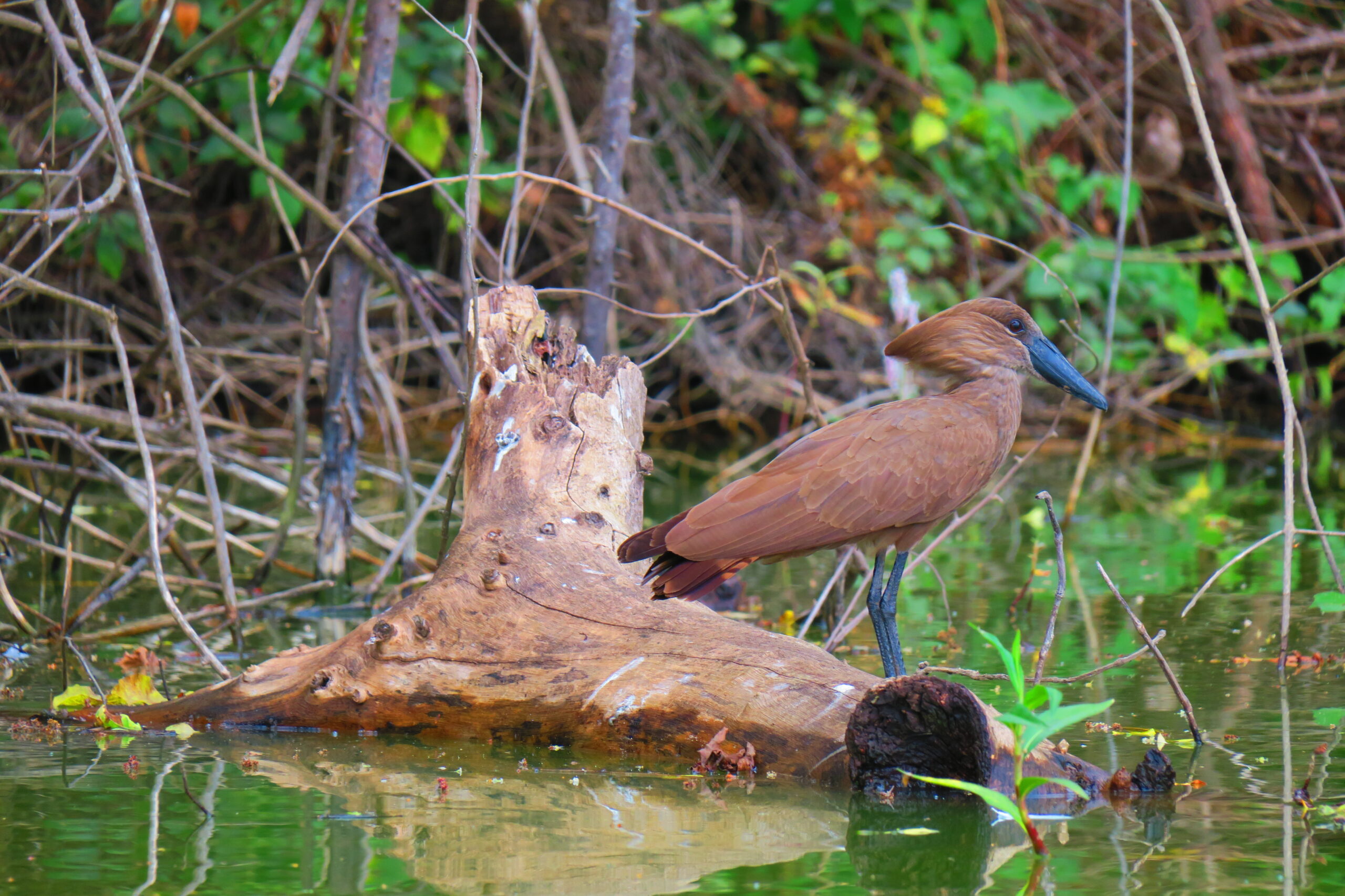 Canoe Trips in Lake Duluti