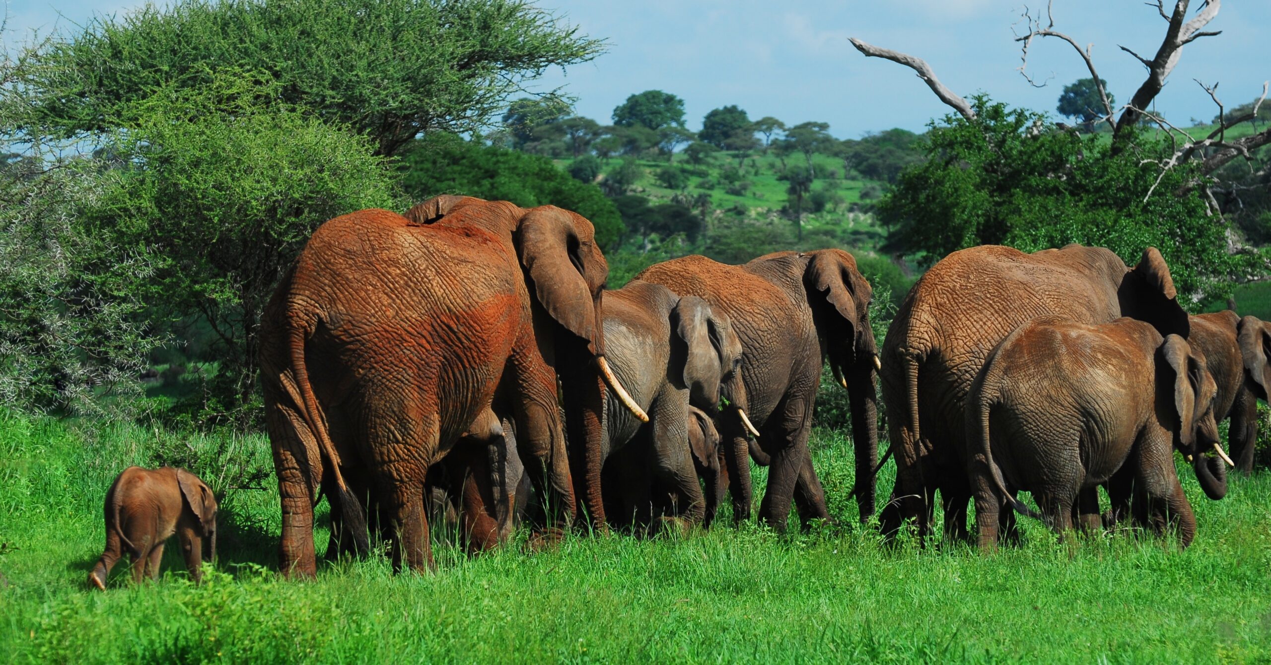 Africa’s Big 5 Animals