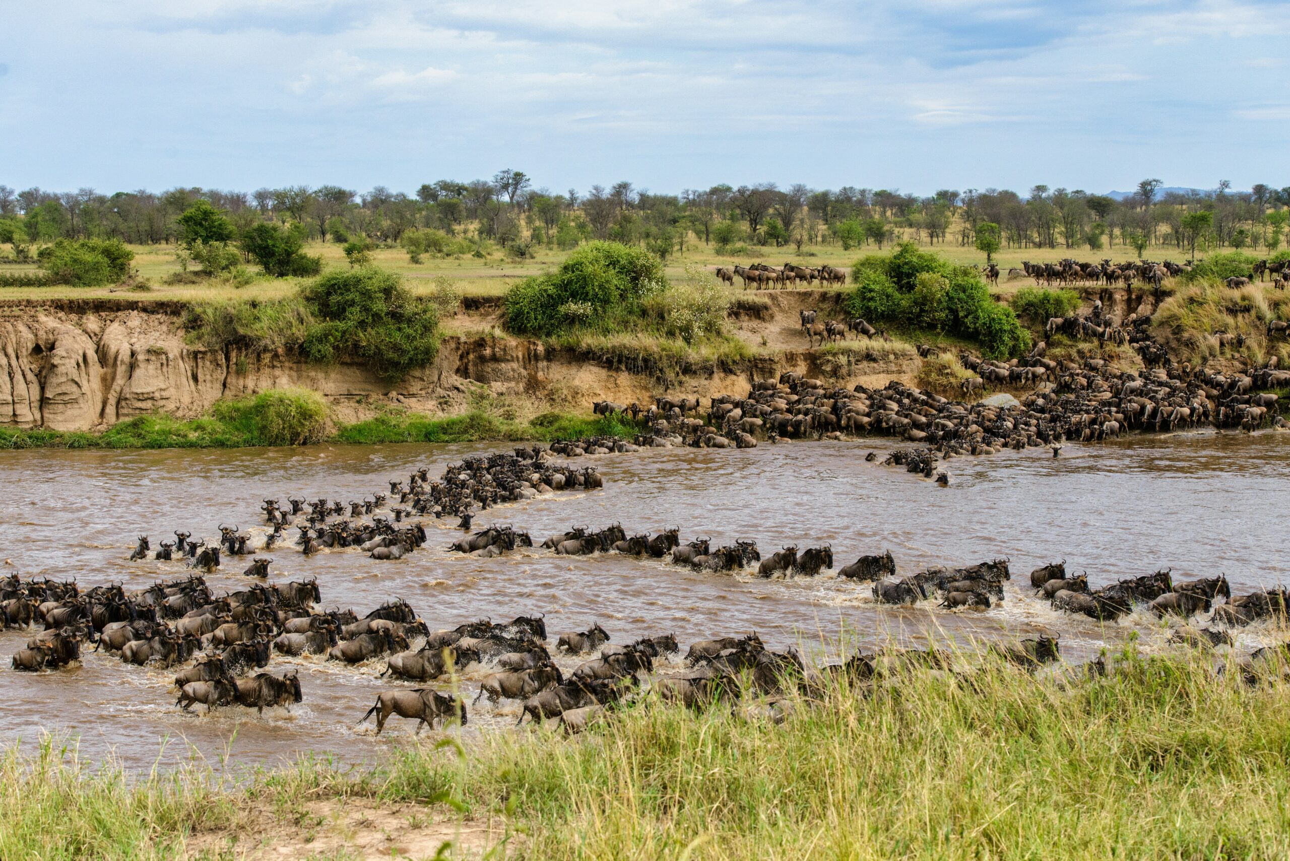 The Wildebeest Great Migration